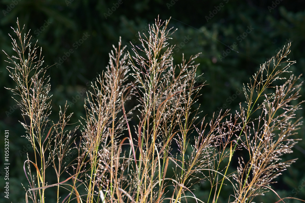 草模様 自然の造形 草模様 自然の造形