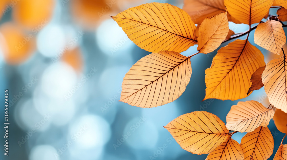 Close-up of vibrant orange autumn leaves with detailed veins against a soft, blurred blue background. Close-up of vibrant orange autumn leaves with detailed veins against a soft, blurred blue background.