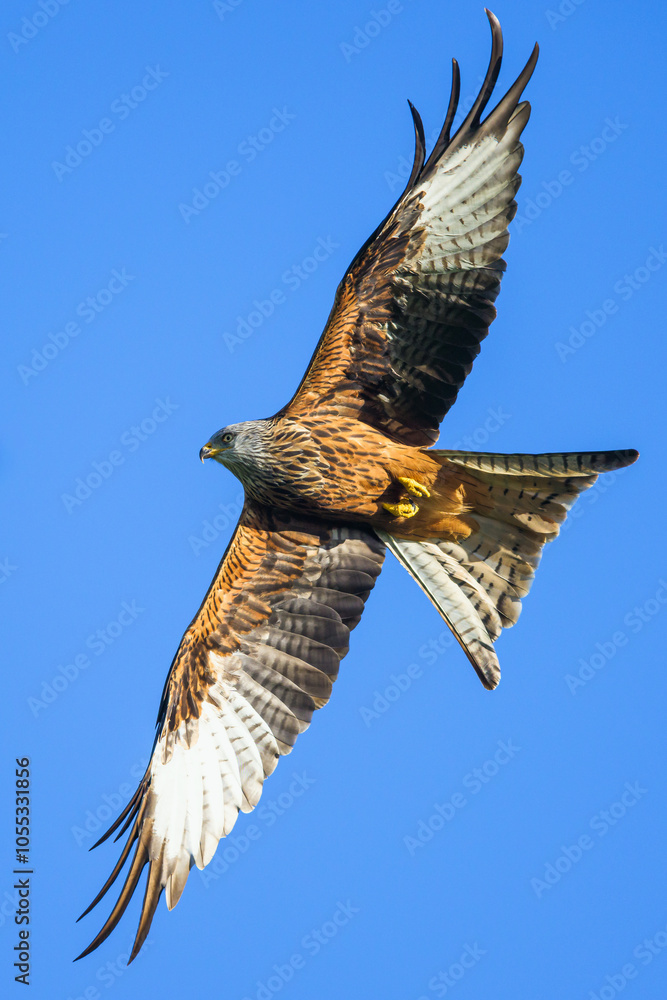 Fototapeta premium Red Kite, Milvus milvus, bird in flight