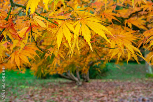 Beautiful autumn yellow leaves, close up photo