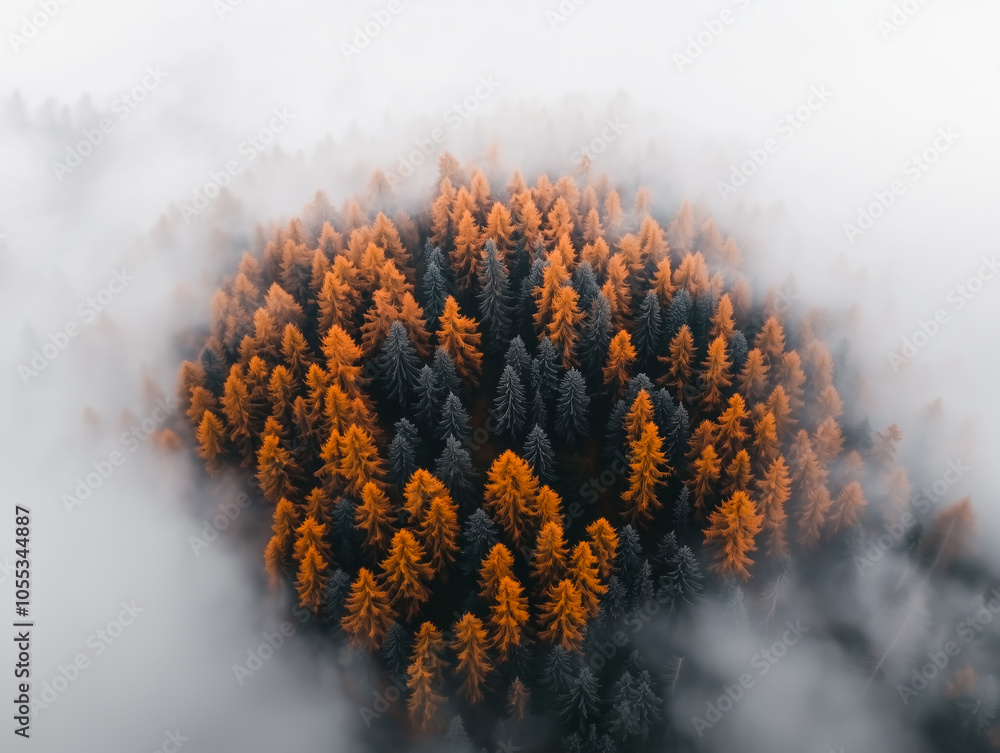 Fototapeta premium Small forest with orange trees surrounded by fog, aerial winter view 