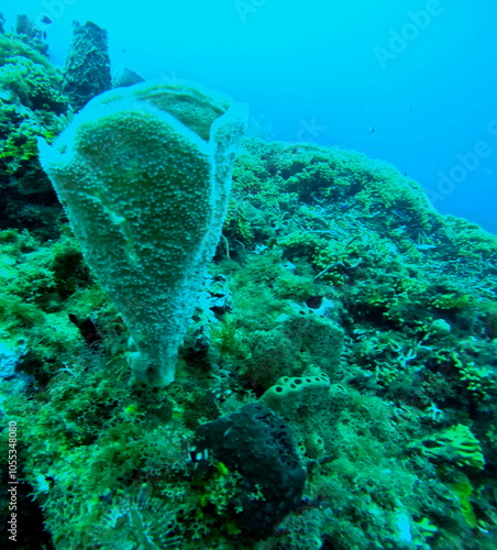 pink vase sponge or niphates digitalis sea sponge in coral reef, undersea photo of caribbean sea floor photo