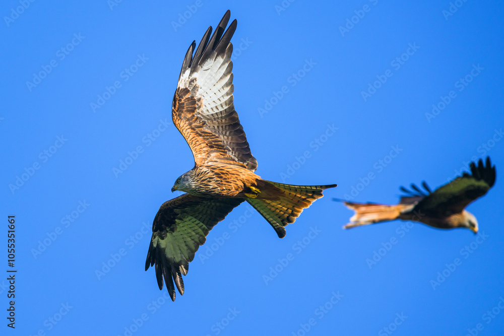 Fototapeta premium Red Kite, Milvus milvus, bird in flight