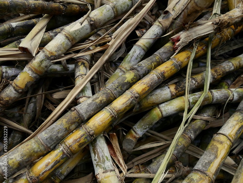 Ripe harvested sugarcanes whole stalks pile, saccharum officinarum harvest, close up, tropical agriculture  photo