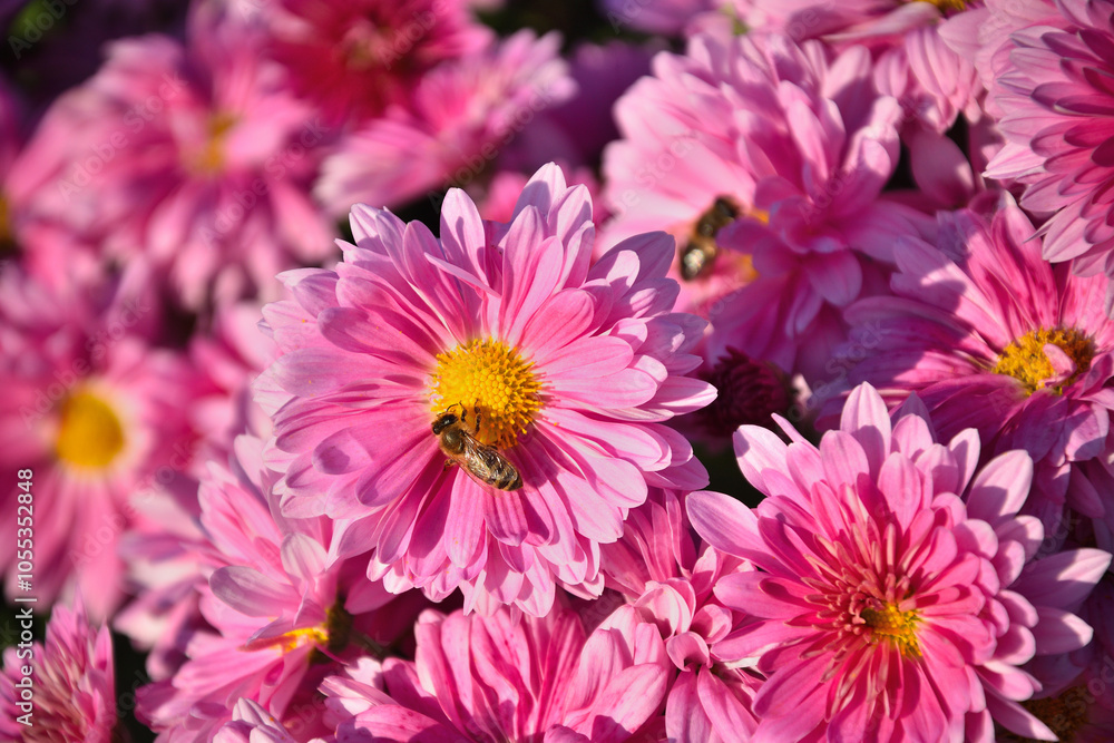 pink flowers and the bee pink flowers and the bee