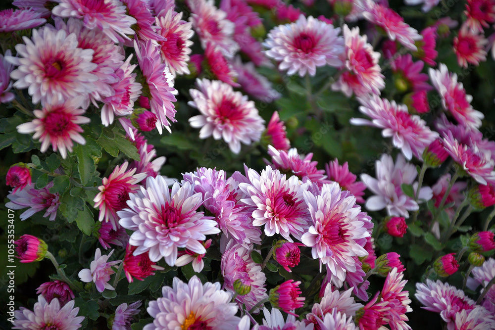 pink chrysanthemum pink chrysanthemum