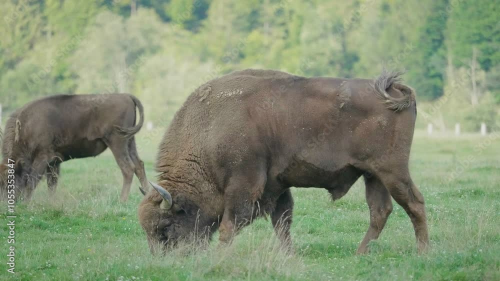 European wisent (Bison bonasus) couple grazing on mountain pasture European wisent (Bison bonasus) couple grazing on mountain pasture