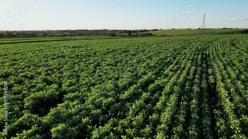 flying close to a green soybean plantation during the season in a sunny day - Agriculture region of Sao Paulo's countryside - Brazil photo