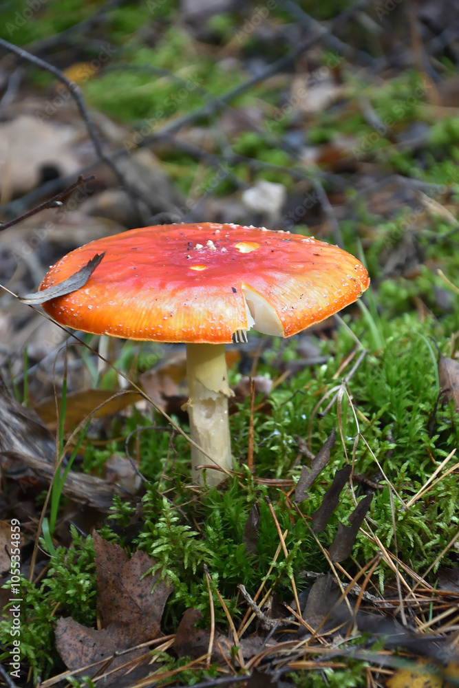 red fly agaric red fly agaric