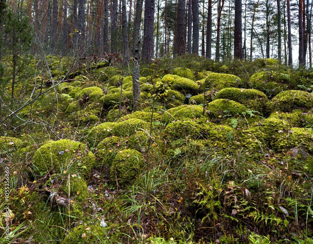 A serene forest scene in Karelia with rocks blanketed in vibrant green moss, creating a soft, textured landscape amidst tall pine trees. The rich greenery and natural detail reflect the untouched A serene forest scene in Karelia with rocks blanketed in vibrant green moss, creating a soft, textured landscape amidst tall pine trees. The rich greenery and natural detail reflect the untouched