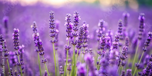 A field of purple lavender plants swaying in the breeze, rural charm, countryside view