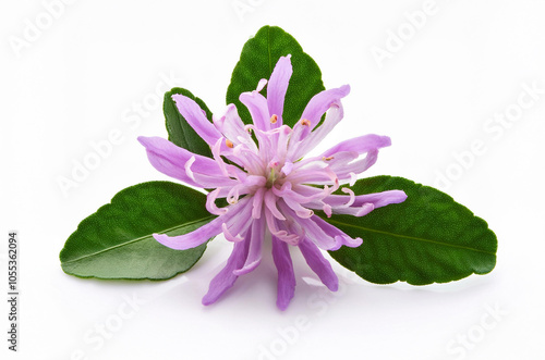 Bergamot flowers isolated on white background, bergamot flavor, plumeria, perfume flower, perfume flower oils, perfume essential flowers, perfume essential oils