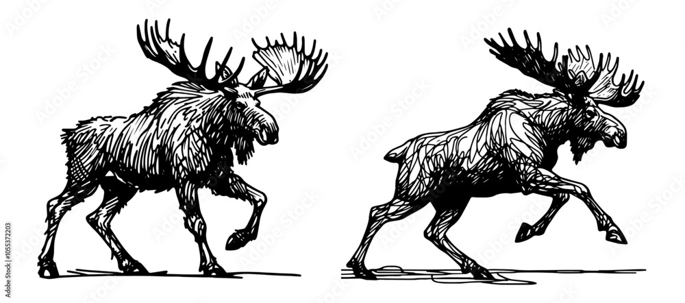 Fototapeta elegant moose in motion drawn in monoline, expressive black vector art