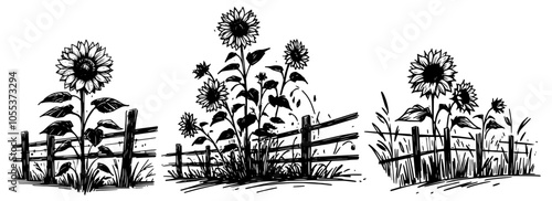 vintage sunflower plants with fence in garden scene, black vector