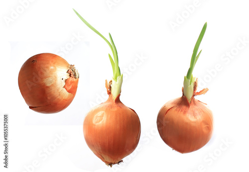 Close up onion set isoleted on white background photo