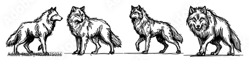 wolf pack in different poses, detailed black vector illustration