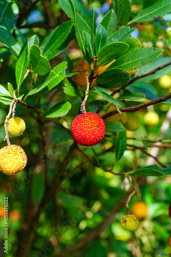 berry on a tree of arbutus unedo (corbezzolo)