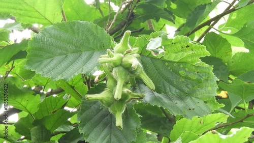 【山野草・樹木】ツノハシバミ（角榛）： Corylus sieboldiana または Corylus sieboldiana var. sieboldiana　240805-1 photo