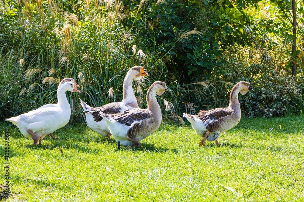 Poultry with valuable meat and a source of nutrients - Goose. Free-range geese Poultry with valuable meat and a source of nutrients - Goose. Free-range geese