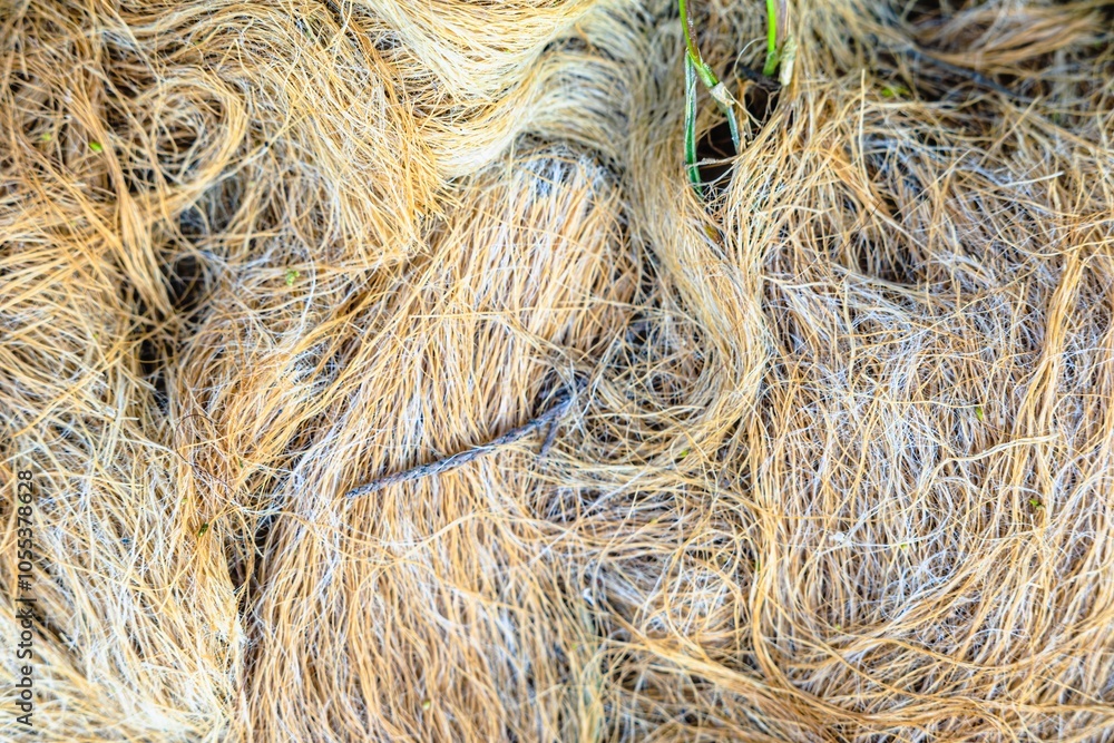 Fototapeta premium Natural texture in nature with natural plant surface of bush tree.