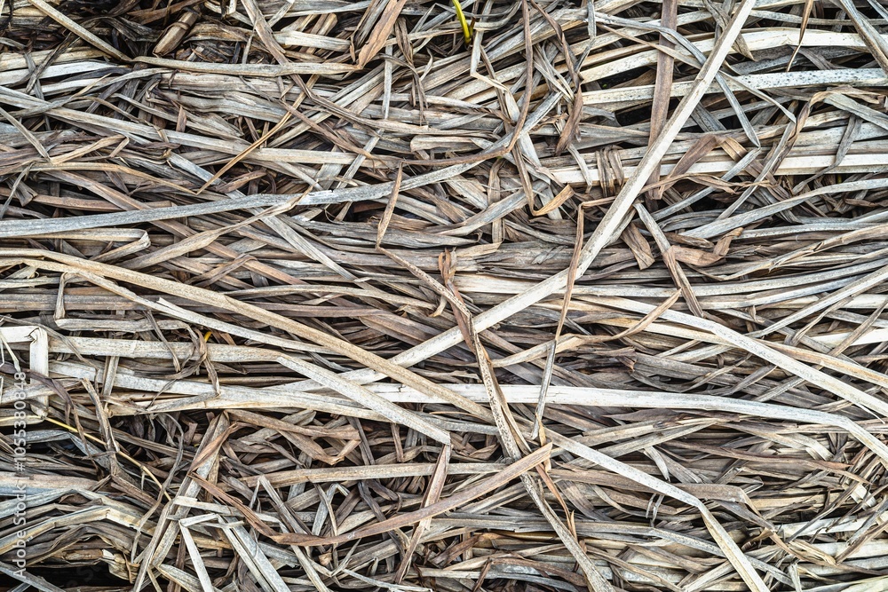 Natural texture in nature with natural plant surface dry river grass and reeds. Natural texture in nature with natural plant surface dry river grass and reeds.