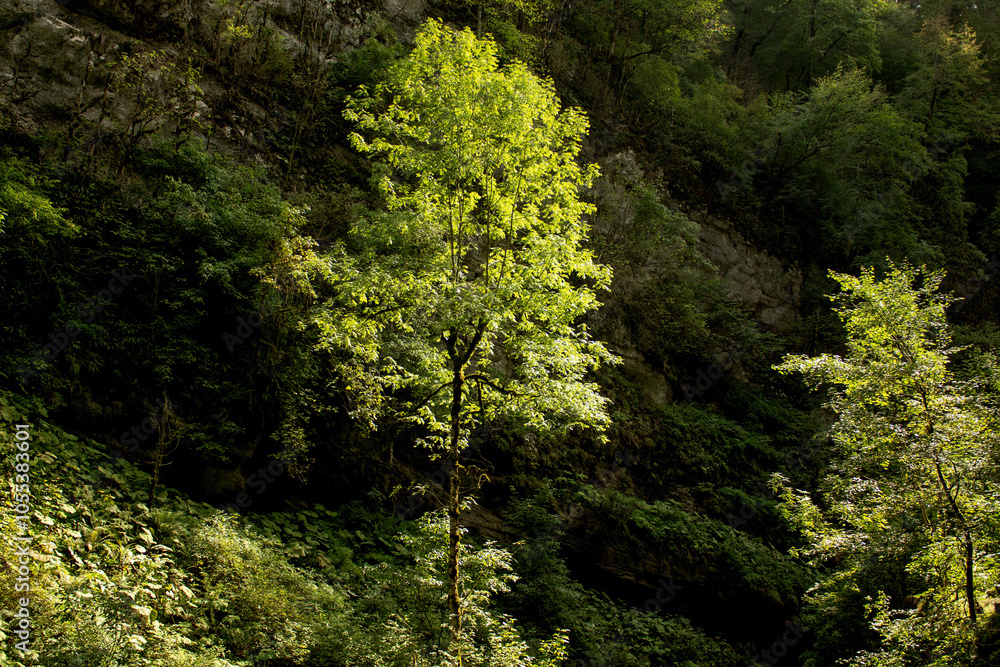 Fototapeta premium A ray of sun penetrated into the depths of the mountain gorge and illuminated two trees and a patch of grass on its way on the mountainside. The remaining plants remain in the shade.
