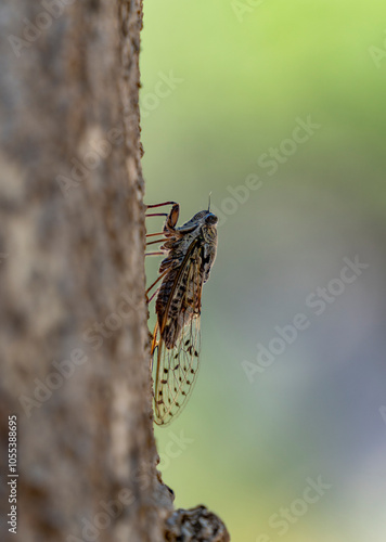 Cicada in France