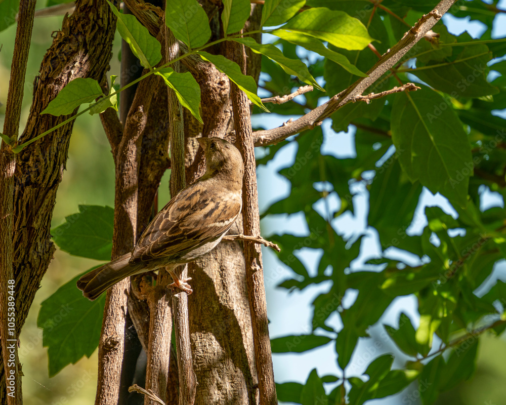 Fototapeta premium Accentor bird