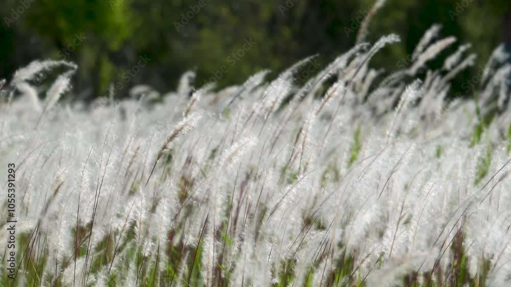 The white grass drifts in the spring breeze The white grass drifts in the spring breeze
