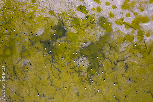 Aerial view of abstract patterns in a vibrant wetland with birds, Tuzlata, Bulgaria. photo