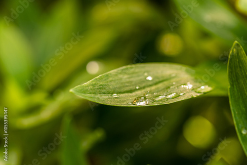 Gotas de agua en la vegetación al aire libre.