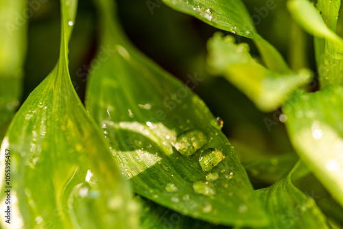 Gotas de agua en la vegetación al aire libre.