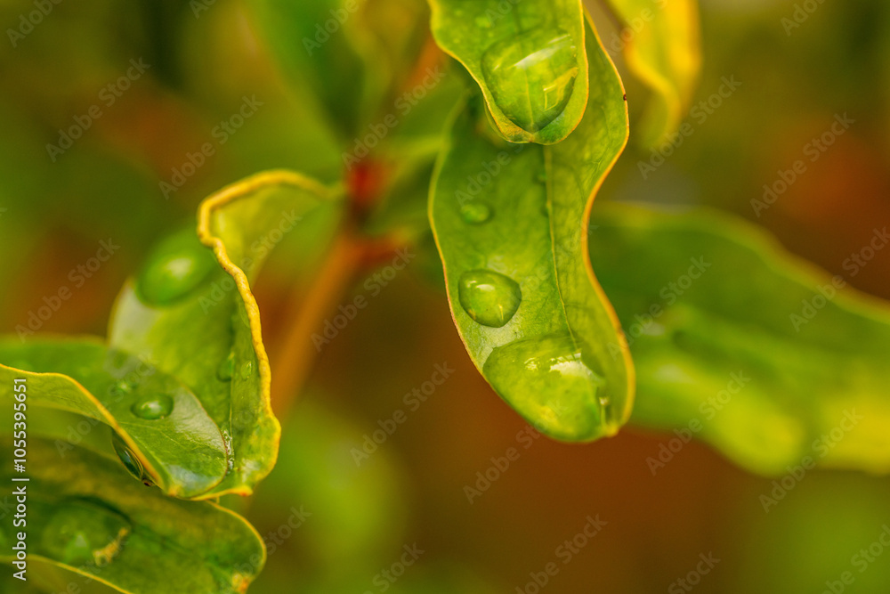 Gotas de agua en la vegetación al aire libre. Gotas de agua en la vegetación al aire libre.