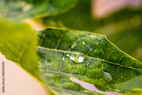 Gotas de agua en la vegetación al aire libre.