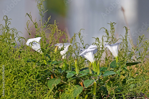 Four Datura flowers shot close-up photo