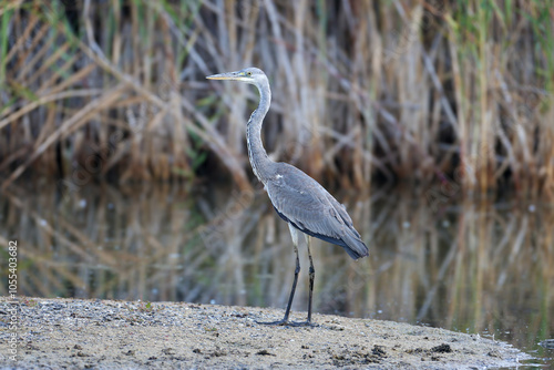 An adult grey heron in winter plumage is photographed close-up standing on a small island in a pond photo