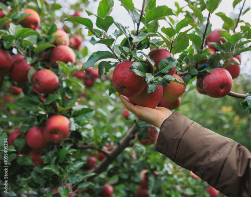 People hand picking red ripen apple in garden photo