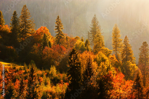 foggy autumn scenery in mountains, autumn morning dawn, nature colorful background, Carpathians mountains, Ukraine, Europe photo