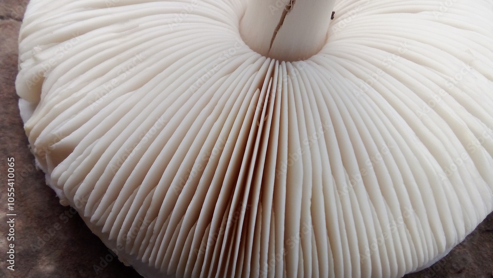mushroom on a wooden table mushroom on a wooden table