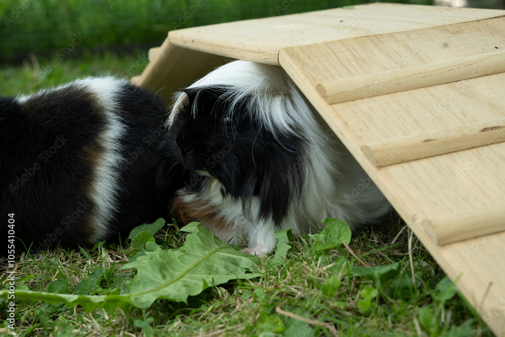 Meerschweinchen tier natur close natur peruaner Meerschweinchen tier natur close natur peruaner