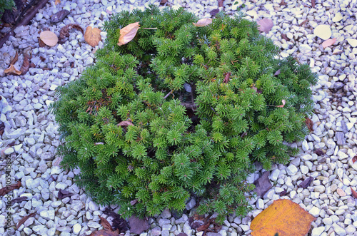 Cis Dwarf Korean Fir growing in rock garden. Landscaping, planting ,gardening, growing decorative conifer bushes for rock garden.