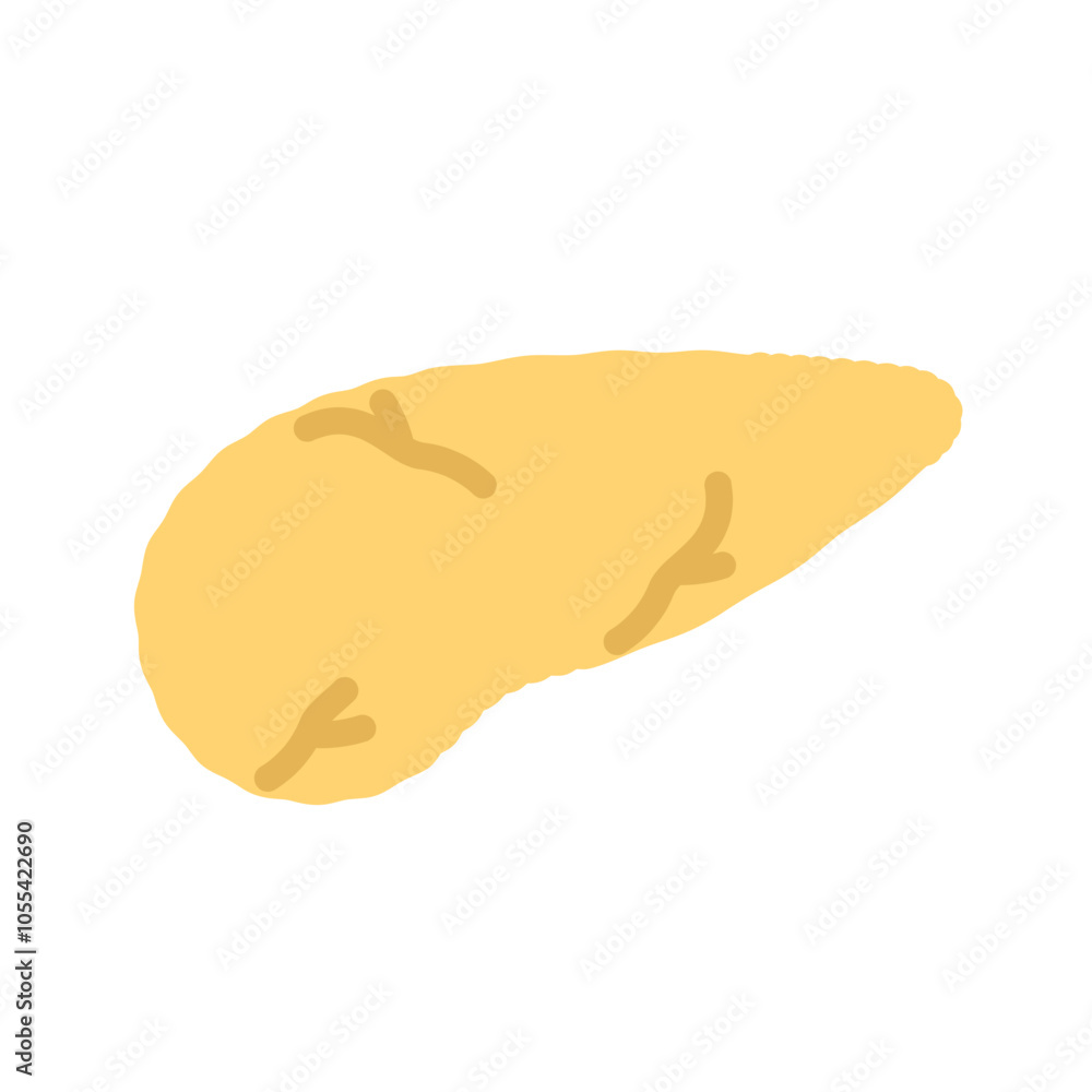 膵臓 イラスト
膵臓 イラスト