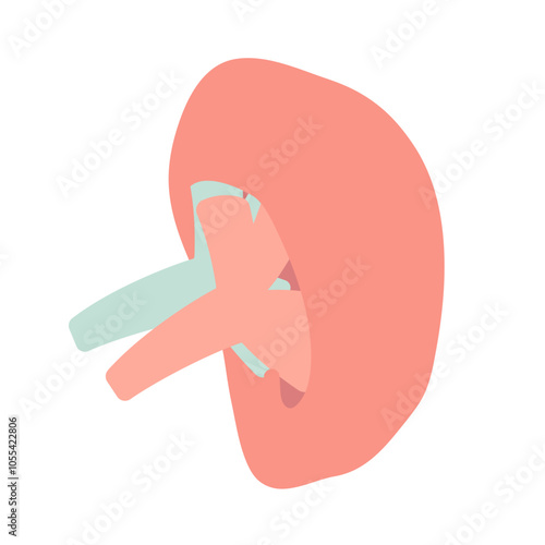 脾臓　イラスト