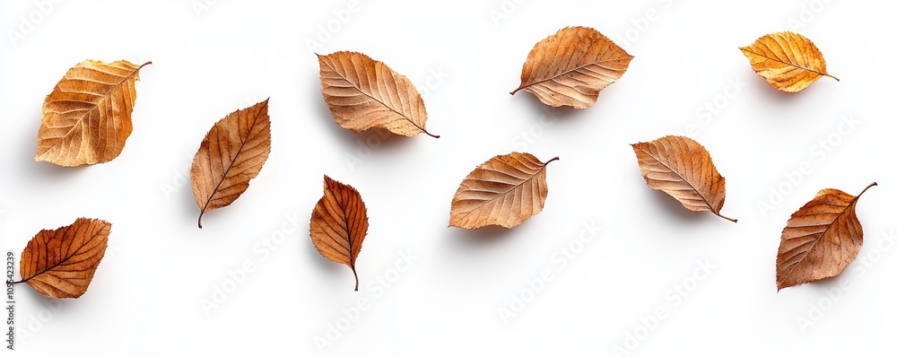 This collection of dry, dried autumn tree leaves is isolated on a flat background for autumn designs. This collection of dry, dried autumn tree leaves is isolated on a flat background for autumn designs.