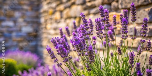 Fototapeta Naklejka Na Ścianę i Meble -  A single lavender plant in a garden with a stone wall and blooming flowers, nature, bloom