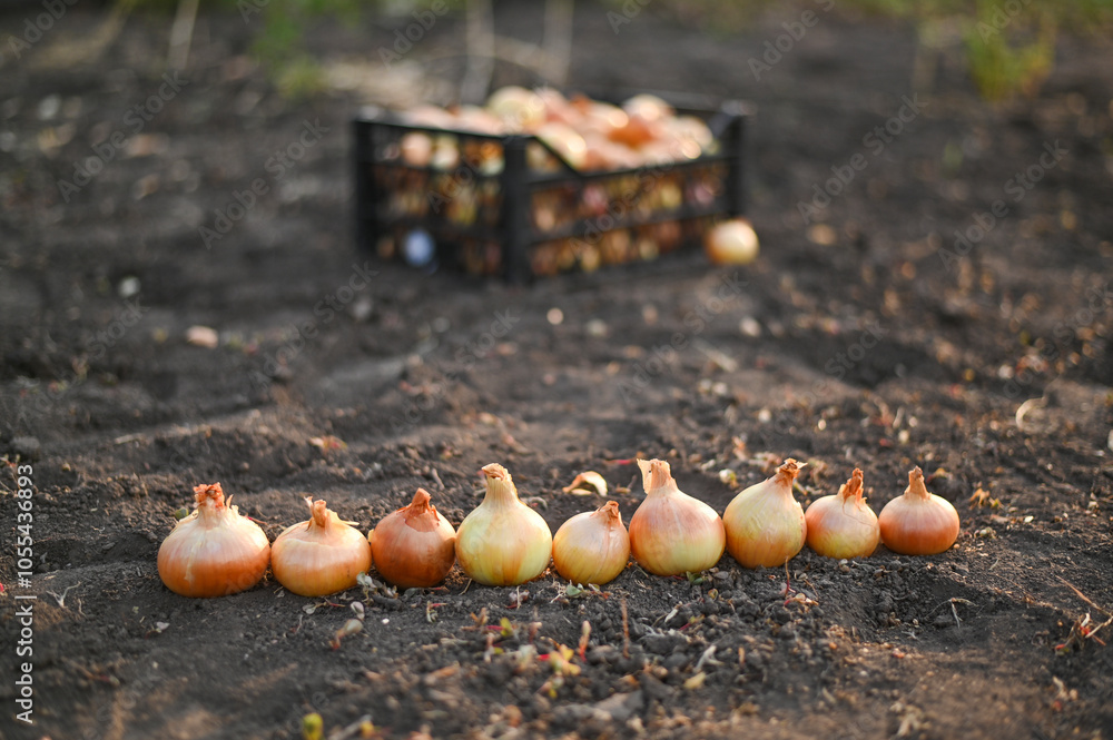 Obraz premium A box of onions is on the ground. harvest