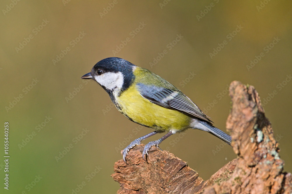 Fototapeta premium Parus major aka great tit perched on the dry tree. Common bird in Czech republic. Isolated on blurred background.
