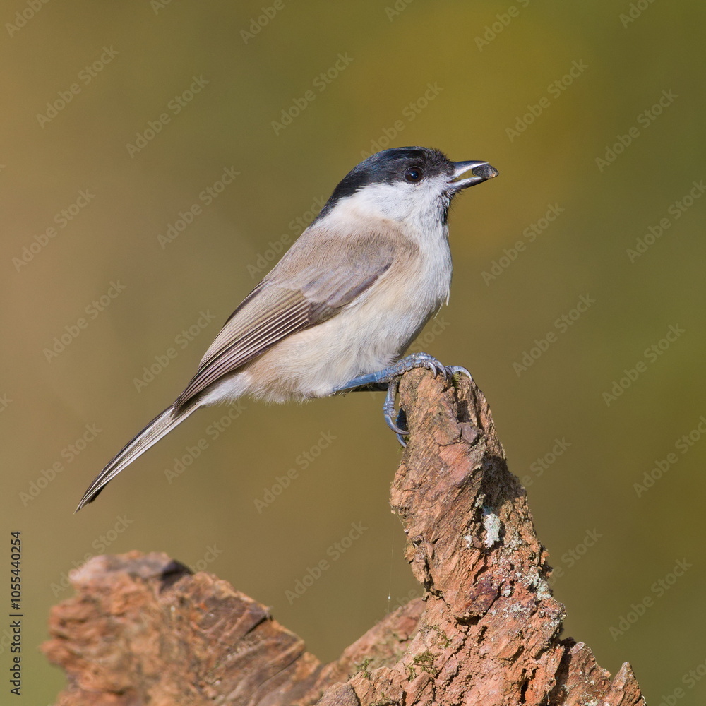 Poecile palustris aka marsh tit perched on the branch in the forest. Common bird in Czech republic. Isolated on blurred background. Poecile palustris aka marsh tit perched on the branch in the forest. Common bird in Czech republic. Isolated on blurred background.