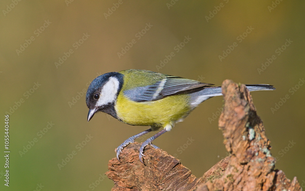 Obraz premium Parus major aka great tit perched on the dry tree. Common bird in Czech republic. Isolated on blurred background.