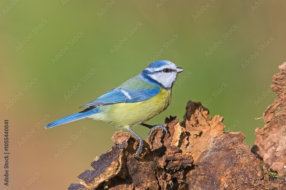 Cyanistes caeruleus aka blue tit on dry tree. Isolated on clear blurred background. Close-up portrait. Cyanistes caeruleus aka blue tit on dry tree. Isolated on clear blurred background. Close-up portrait.
